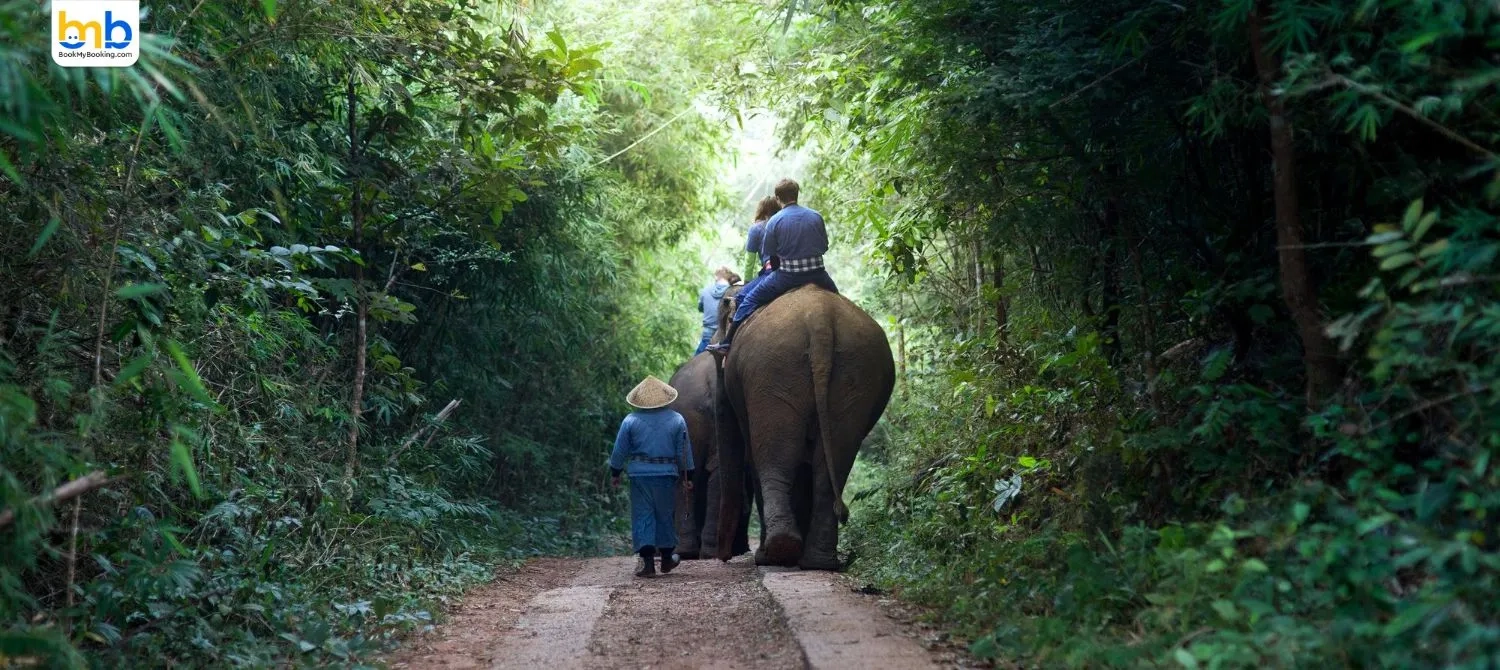  Kaziranga National Park Sees Surge In Foreign Tourists- Assam’s Wildlife Tourism