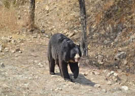SAJJANGARH BIOLOGICAL PARK