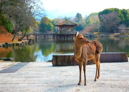 Explore Japan Wonders 8 Nights