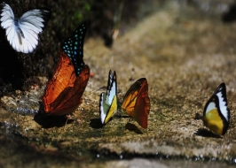 KUALA LUMPUR BUTTERFLY PARK