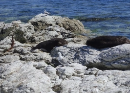 KAIKOURA SEAL COLONY