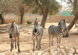 Desert Dreams 5 Nights In Saudi Arabia