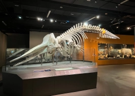 LEE KONG CHIAN NATURAL HISTORY MUSEUM