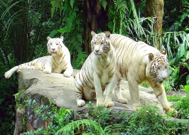 SINGAPORE ZOO