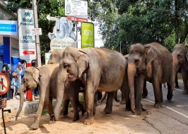 PINNAWALA ELEPHANT ORPHANAGE