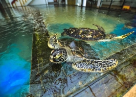 SEA TURTLE HATCHERY CENTRE