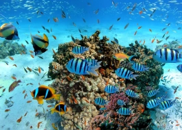 SNORKELING IN TRINCOMALEE