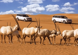 DESERT SAFARI WITH BBQ DINNER