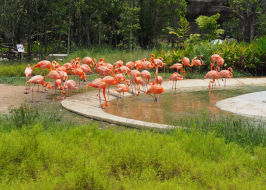 BIRD PARADISE