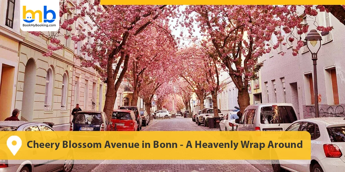 Cheery Blossom Avenue in Bonn- A Heavenly Wrap Around