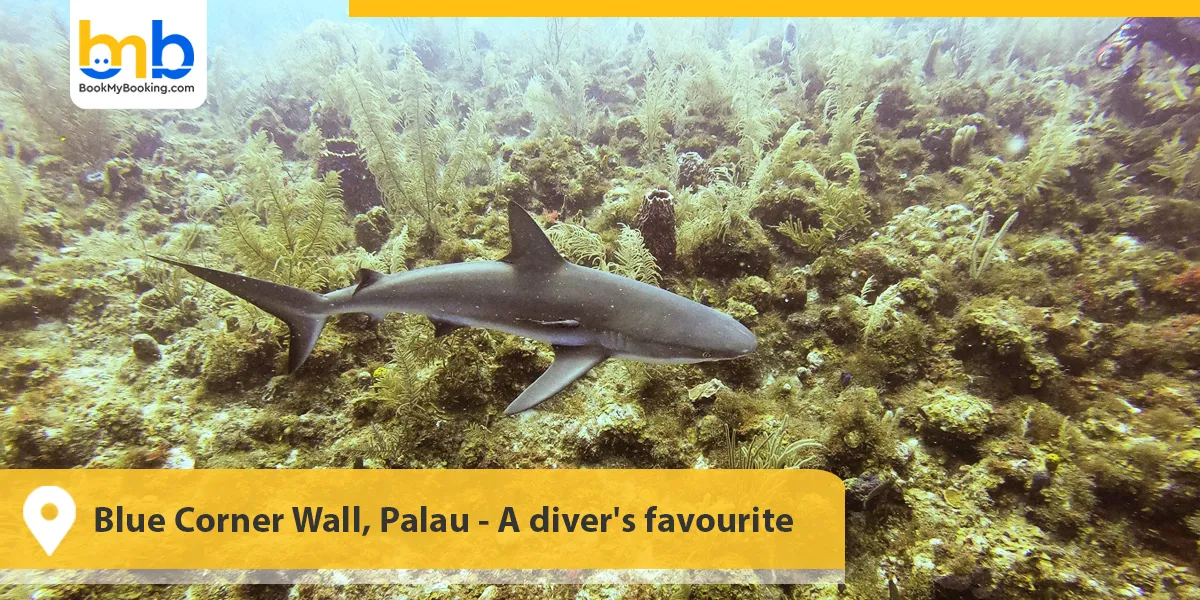 Blue Corner Wall, Palau- A diver's favourite