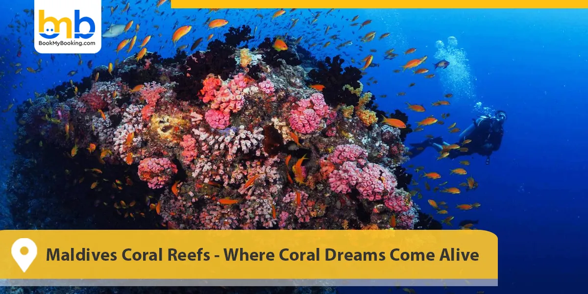 Maldives Coral Reefs- Where Coral Dreams Come Alive