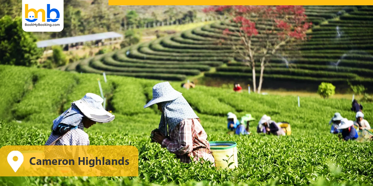 Cameron Highlands